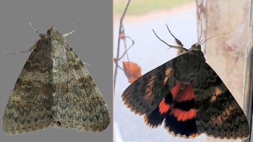 Catocala elocata